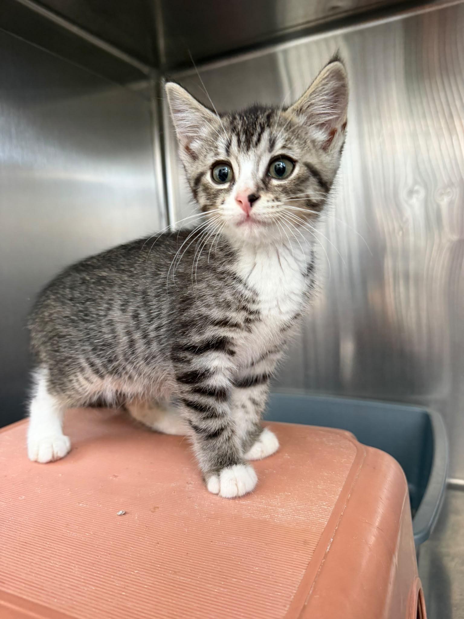 Petal, an adopted Domestic Short Hair in Everett, ON image 3/4