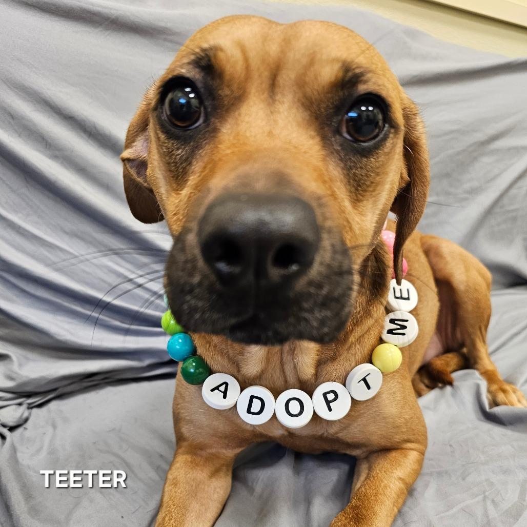 Enlarge Teeter, a Adoptable mixed breed in Madisonville, TN image 1/2