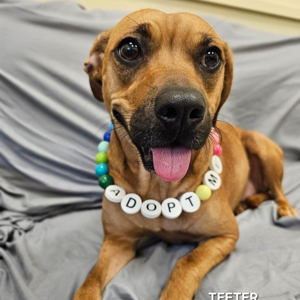 Enlarge Teeter, a Adoptable mixed breed in Madisonville, TN image 2/2