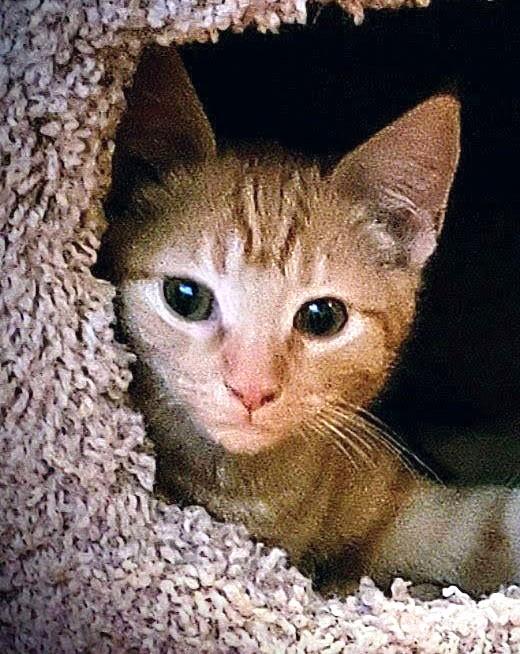 Nutmeg, ADOPTABLE, Kitten Female Tabby & Tiger.