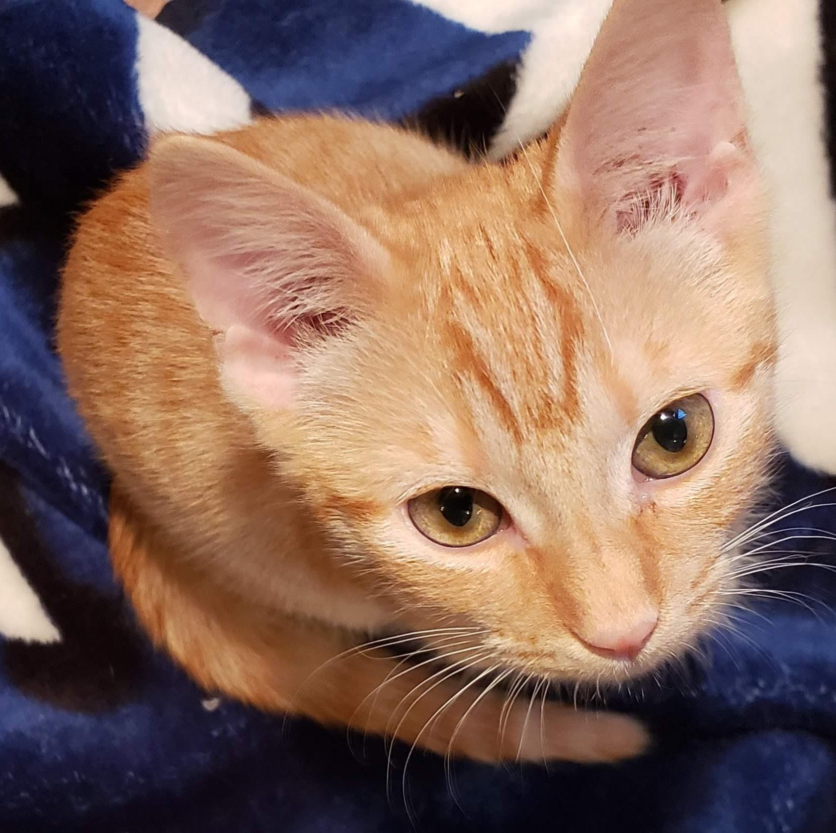 Nutmeg, a ADOPTABLE mixed breed in Bow, WA image 3/4