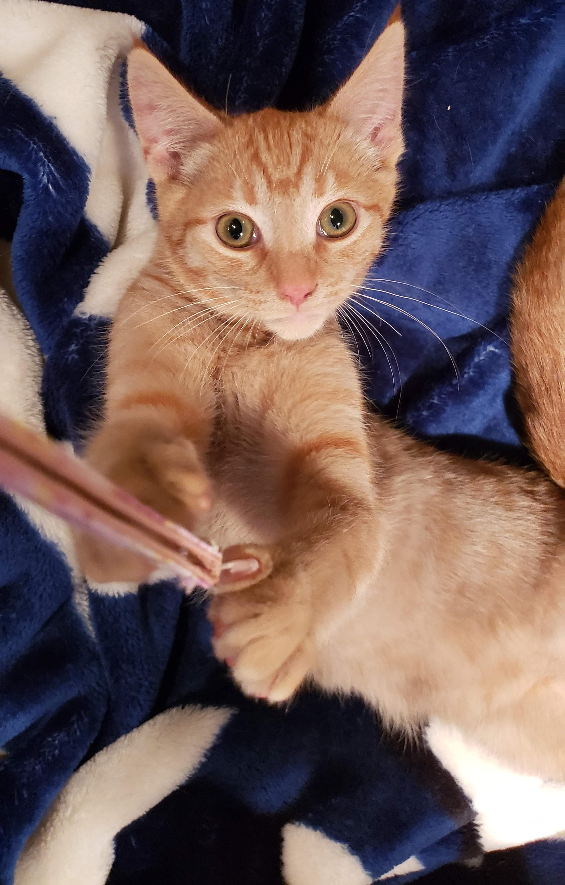 Nutmeg, a ADOPTABLE mixed breed in Bow, WA image 4/4