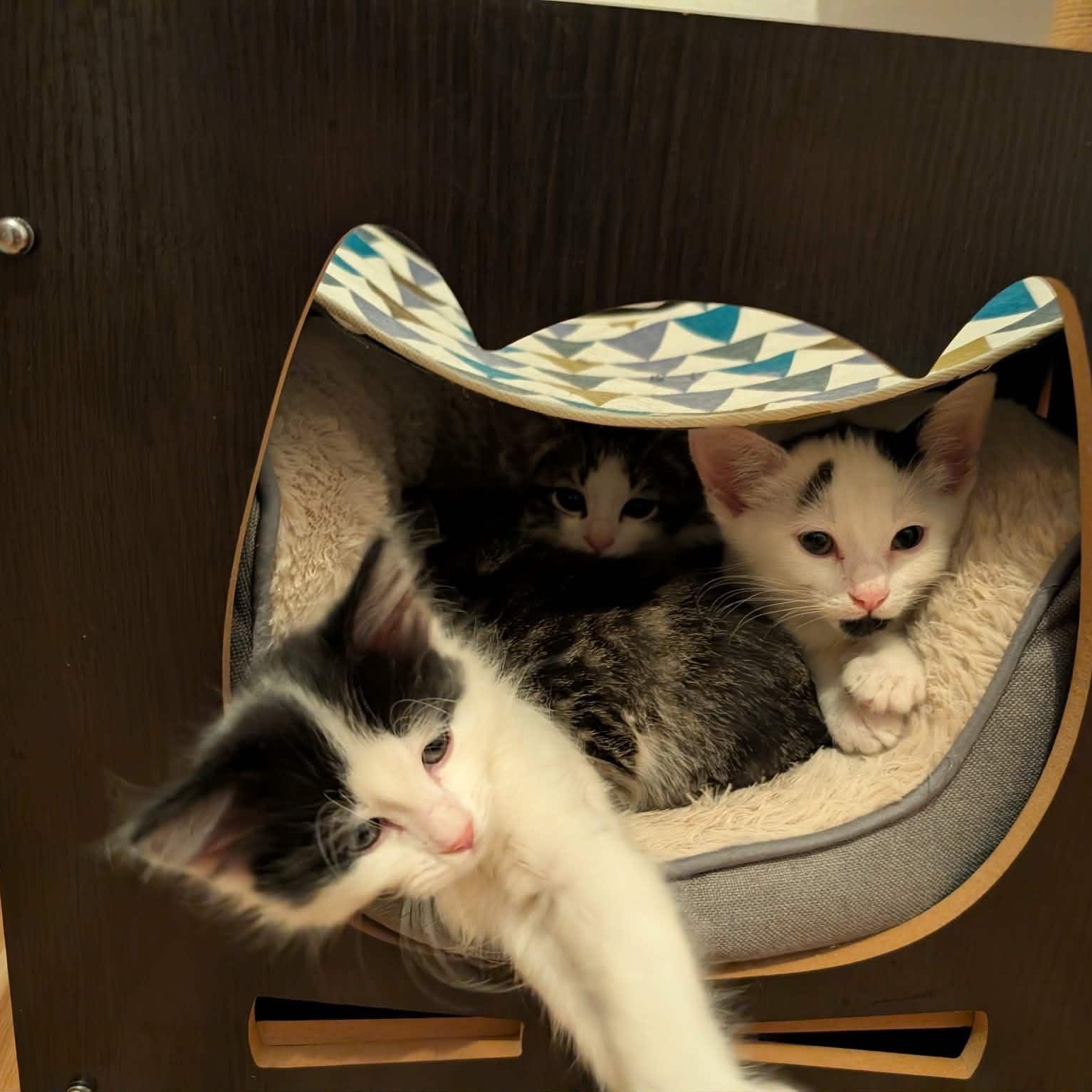 Enlarge Dottie Dear, an adopted Tuxedo in Woodinville, WA image 5/5