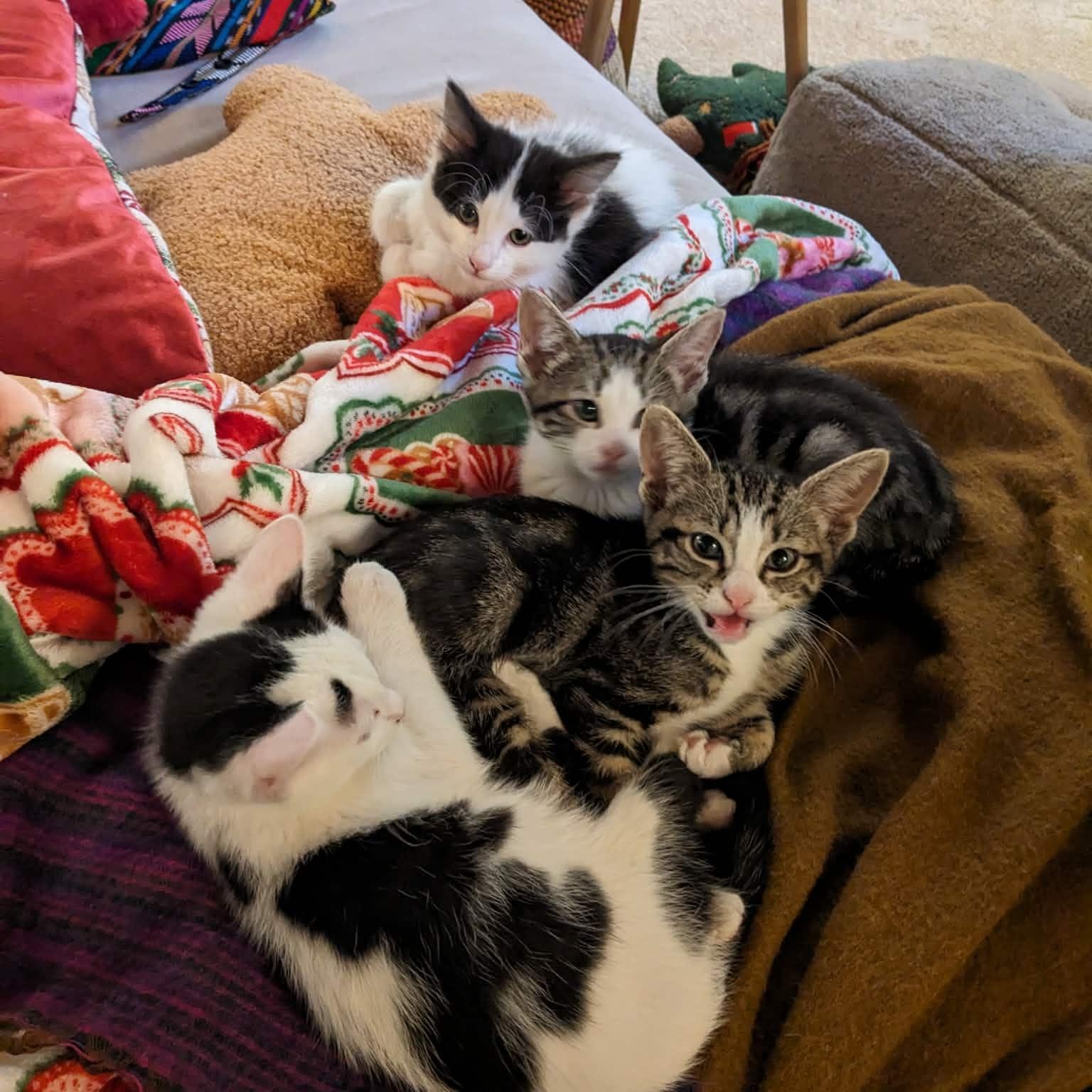 Enlarge Dottie Dear, an adopted Tuxedo in Woodinville, WA image 2/5