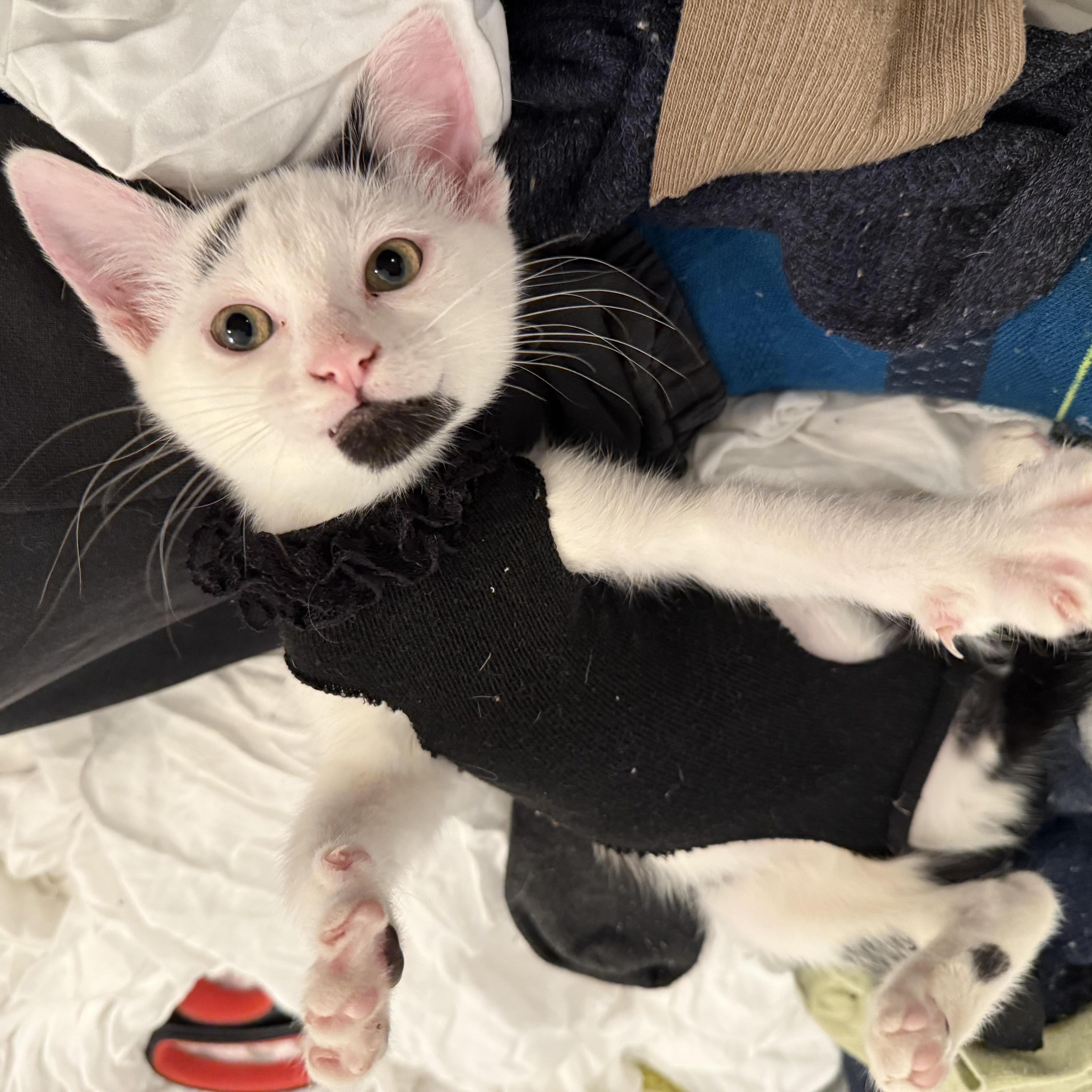 Dottie Dear, adopted, Kitten Female Tuxedo.