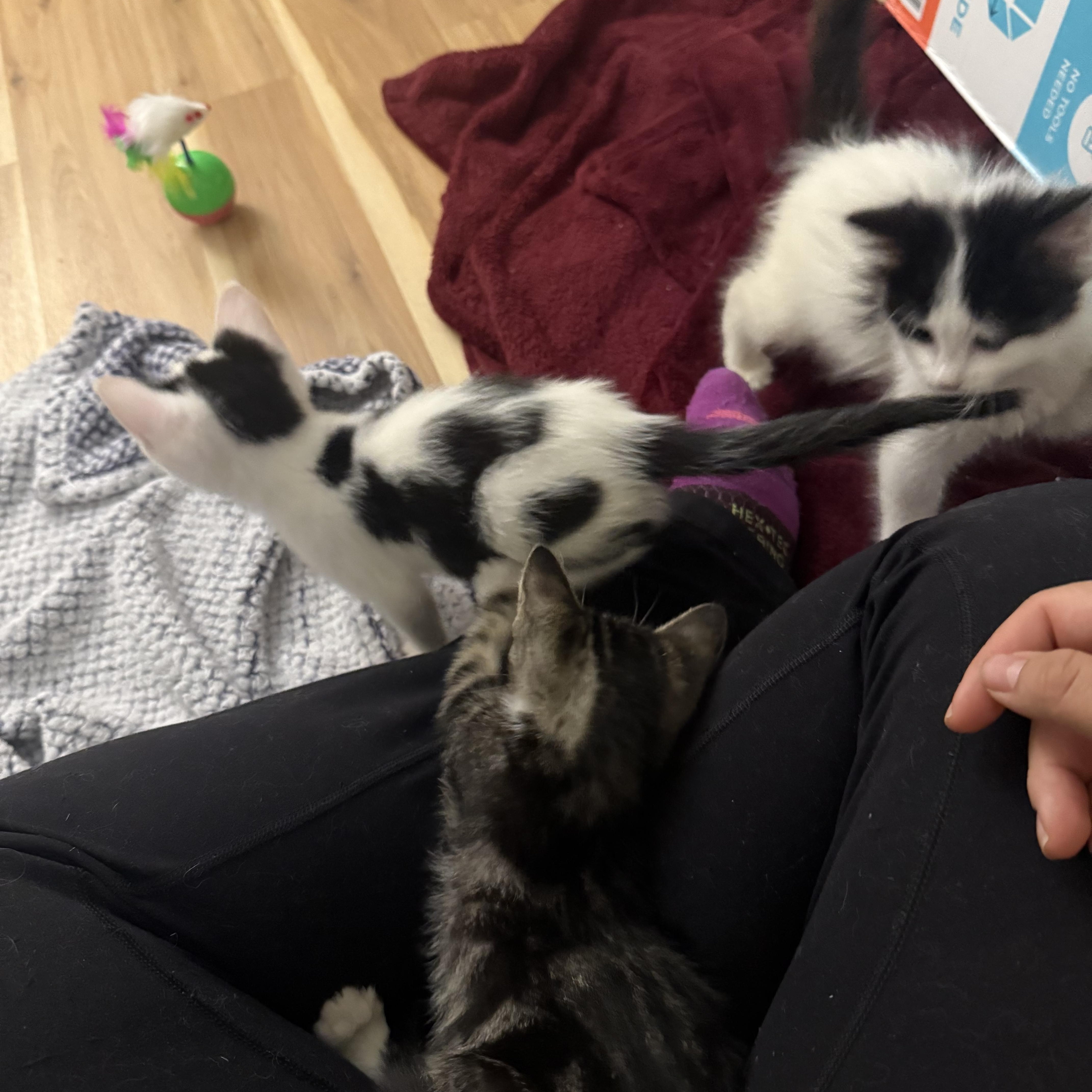 Enlarge Dottie Dear, an adopted Tuxedo in Woodinville, WA image 4/5