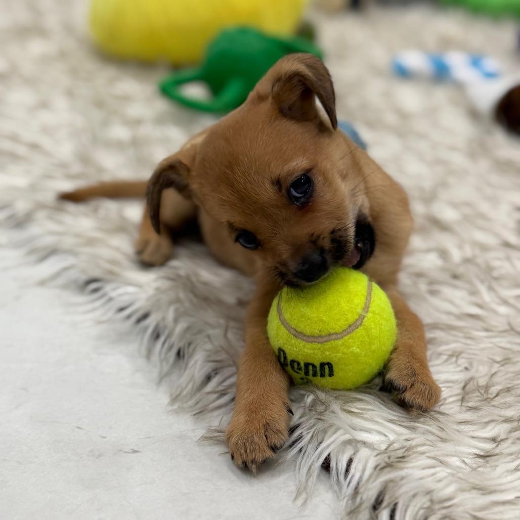 Holly Berry, Adoptable, Puppy Female Terrier & Mixed Breed.