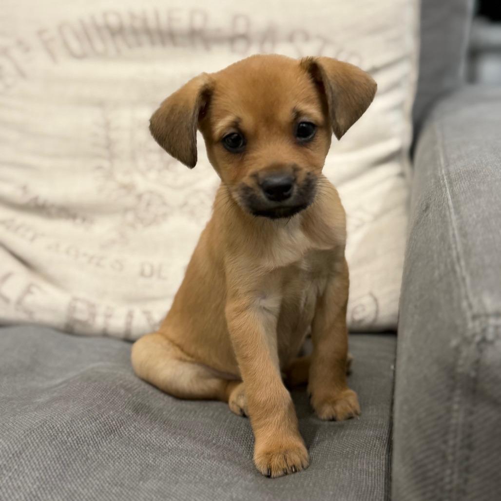 Enlarge Holly Berry, a Adoptable mixed breed in Houston, TX image 2/3