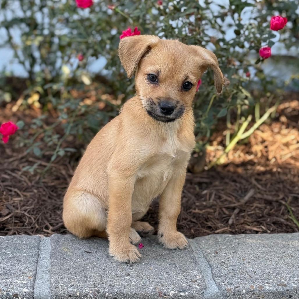 Enlarge Holly Berry, a Adoptable mixed breed in Houston, TX image 3/3