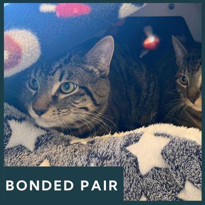 Enlarge Gibby, a ADOPTABLE Domestic Short Hair in Missoula, MT image 1/1