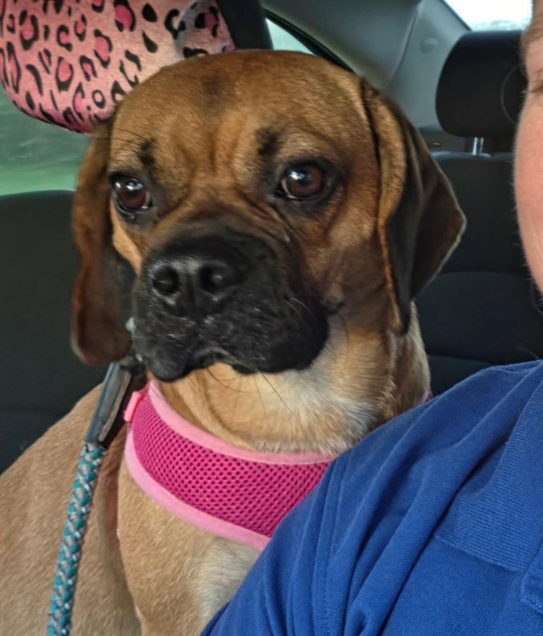 Enlarge Romeo, a Adoptable mixed breed in Fort Wayne, IN image 1/3