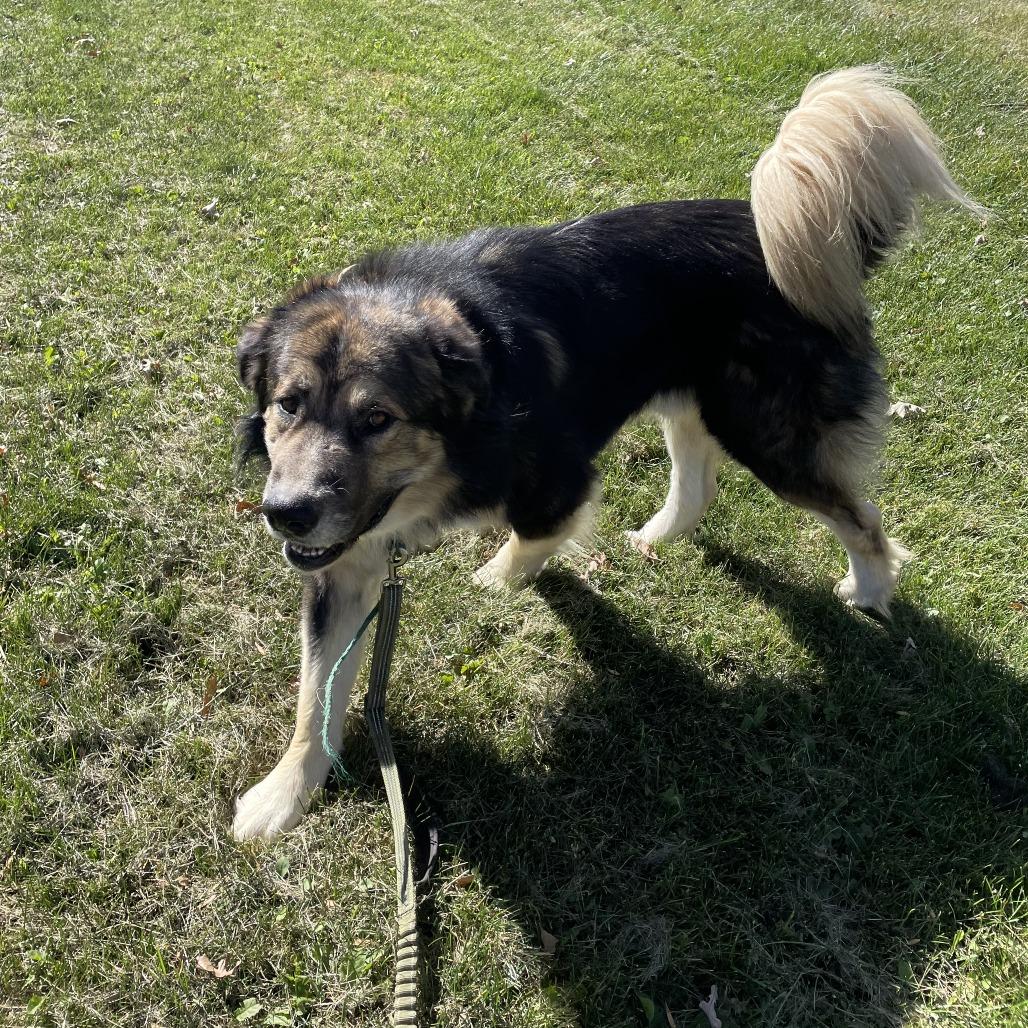 Pumba, a Adoptable Caucasian Sheepdog / Caucasian Ovtcharka in Brainerd, MN image 2/3