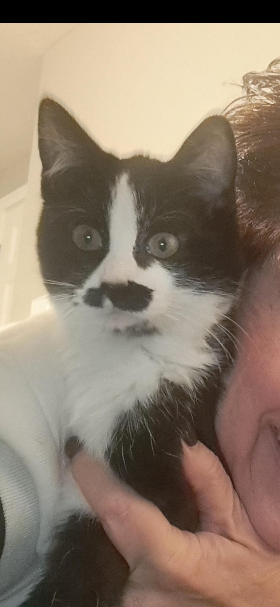 Penelope, adopted, Kitten Female Domestic Short Hair & Tuxedo.