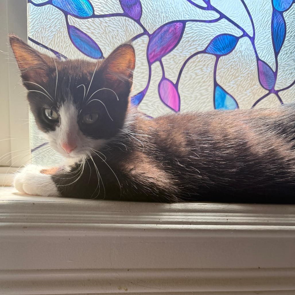 Peanut, Adoptable, Kitten Male Domestic Short Hair.