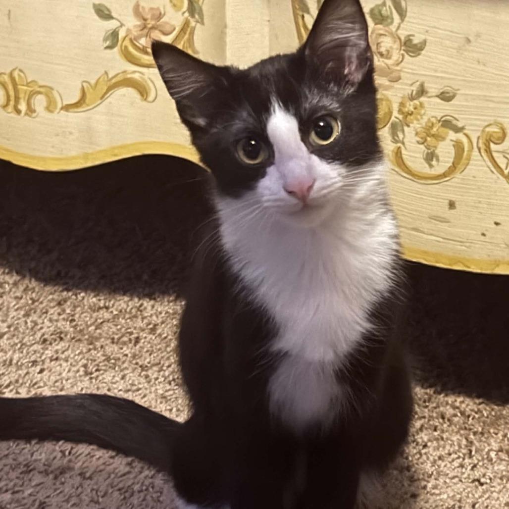 Peanut, a Adoptable Domestic Short Hair in Wichita, KS image 2/4