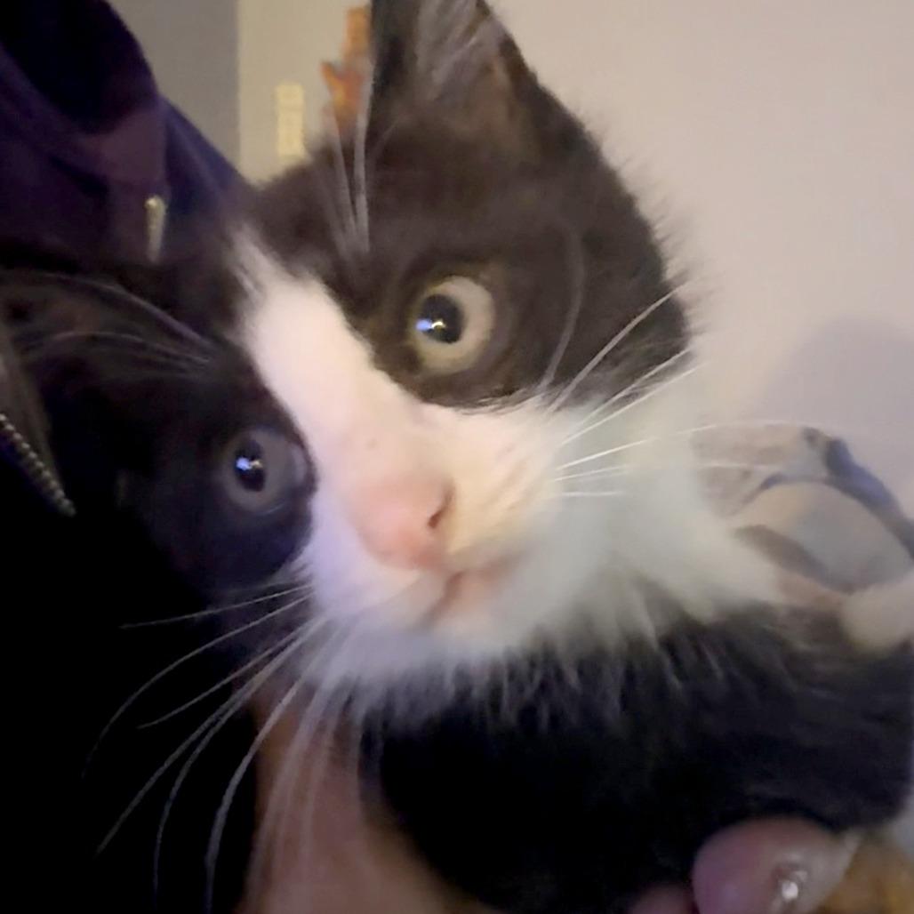 Peanut, a Adoptable Domestic Short Hair in Wichita, KS image 3/4