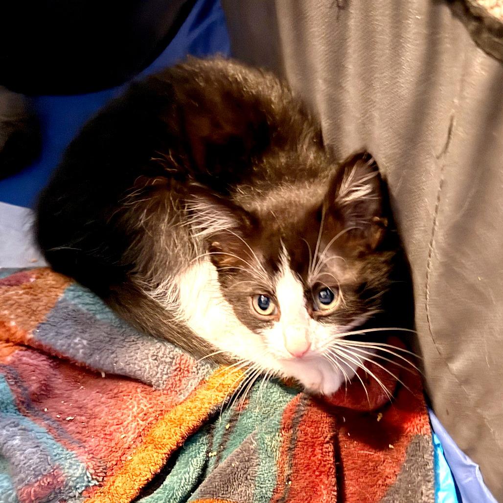 Peanut, a Adoptable Domestic Short Hair in Wichita, KS image 4/4