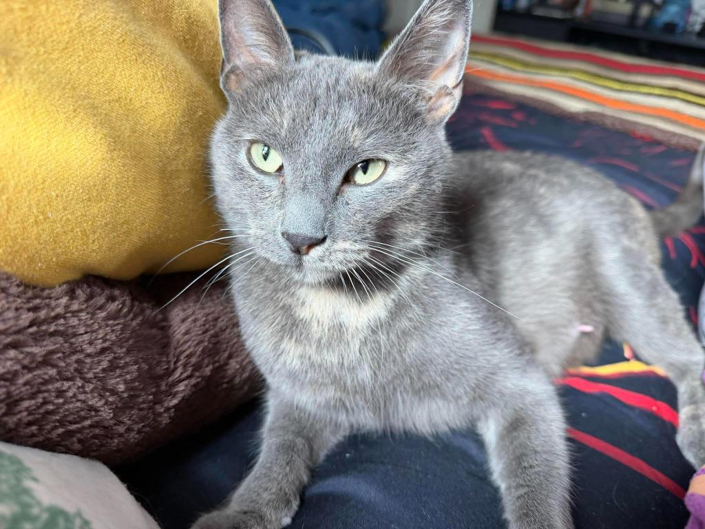 Mama, Adoptable, Young Female Calico.