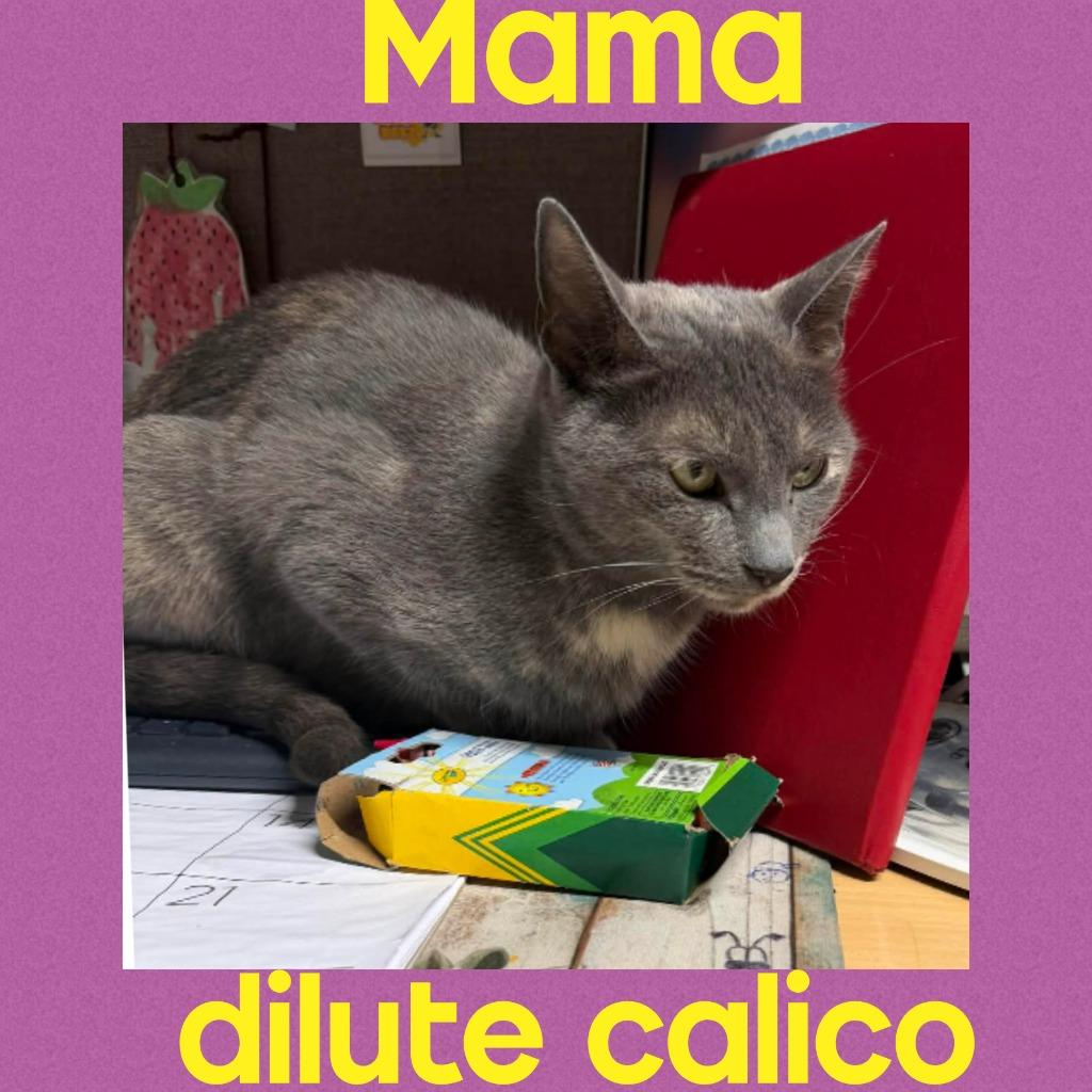 Enlarge Mama, a Adoptable Calico in LIberty, NY image 2/2