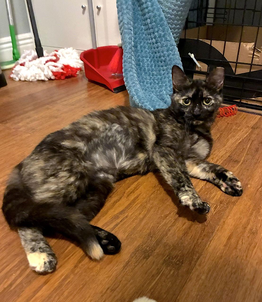 Ember, Adoptable, Young Female Domestic Short Hair & Tortoiseshell.