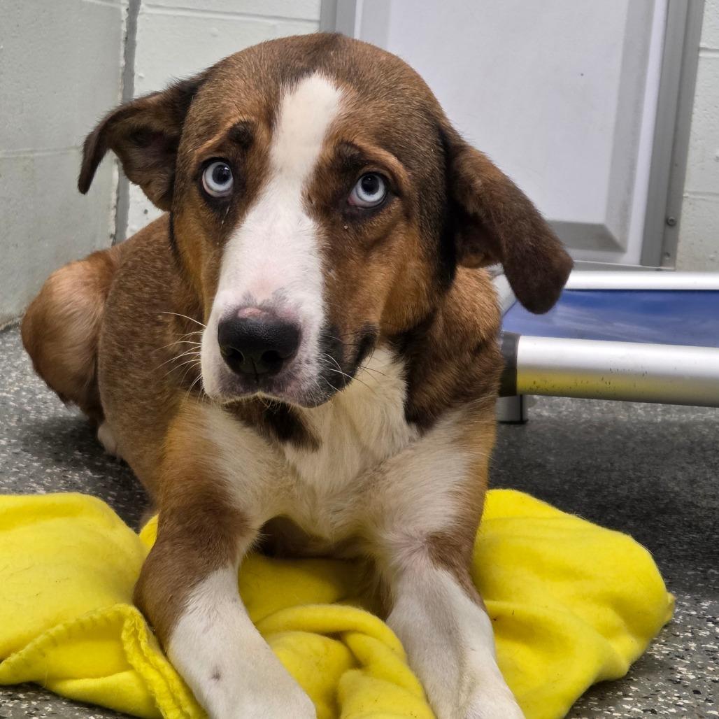 Angel, Adoptable, Adult Female Shepherd & Australian Shepherd.