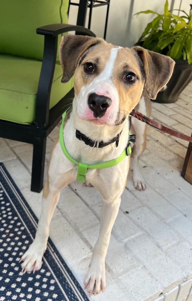 Hubie Brown, Adoptable, Young Male Treeing Walker Coonhound.