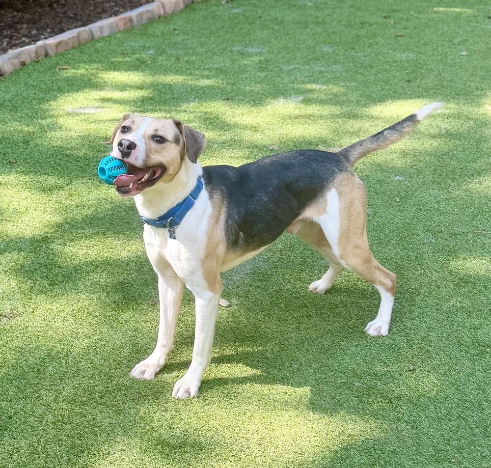 Enlarge Hubie Brown, a Adoptable mixed breed in Dunwoody, GA image 2/5