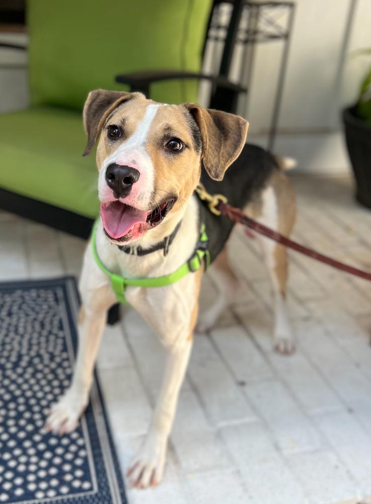 Hubie Brown, a Adoptable mixed breed in Dunwoody, GA image 2/3