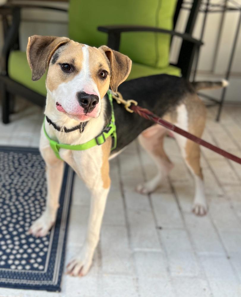 Hubie Brown, a Adoptable mixed breed in Dunwoody, GA image 3/3