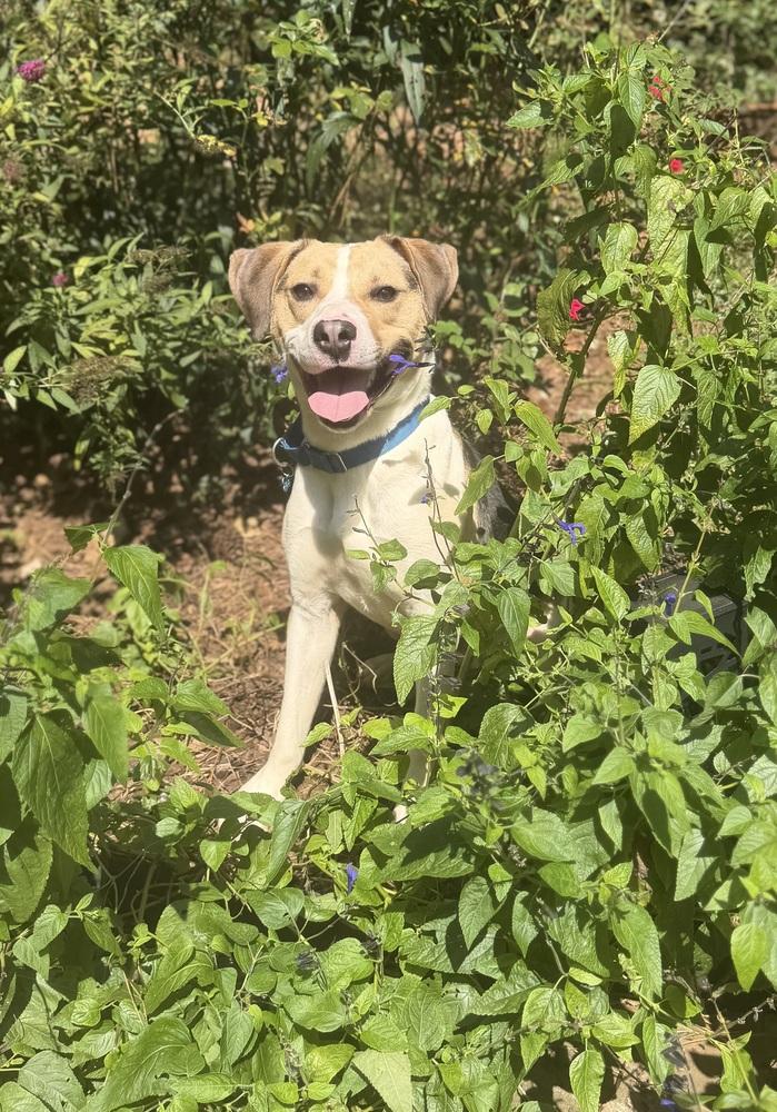 Enlarge Hubie Brown, a Adoptable mixed breed in Dunwoody, GA image 5/5