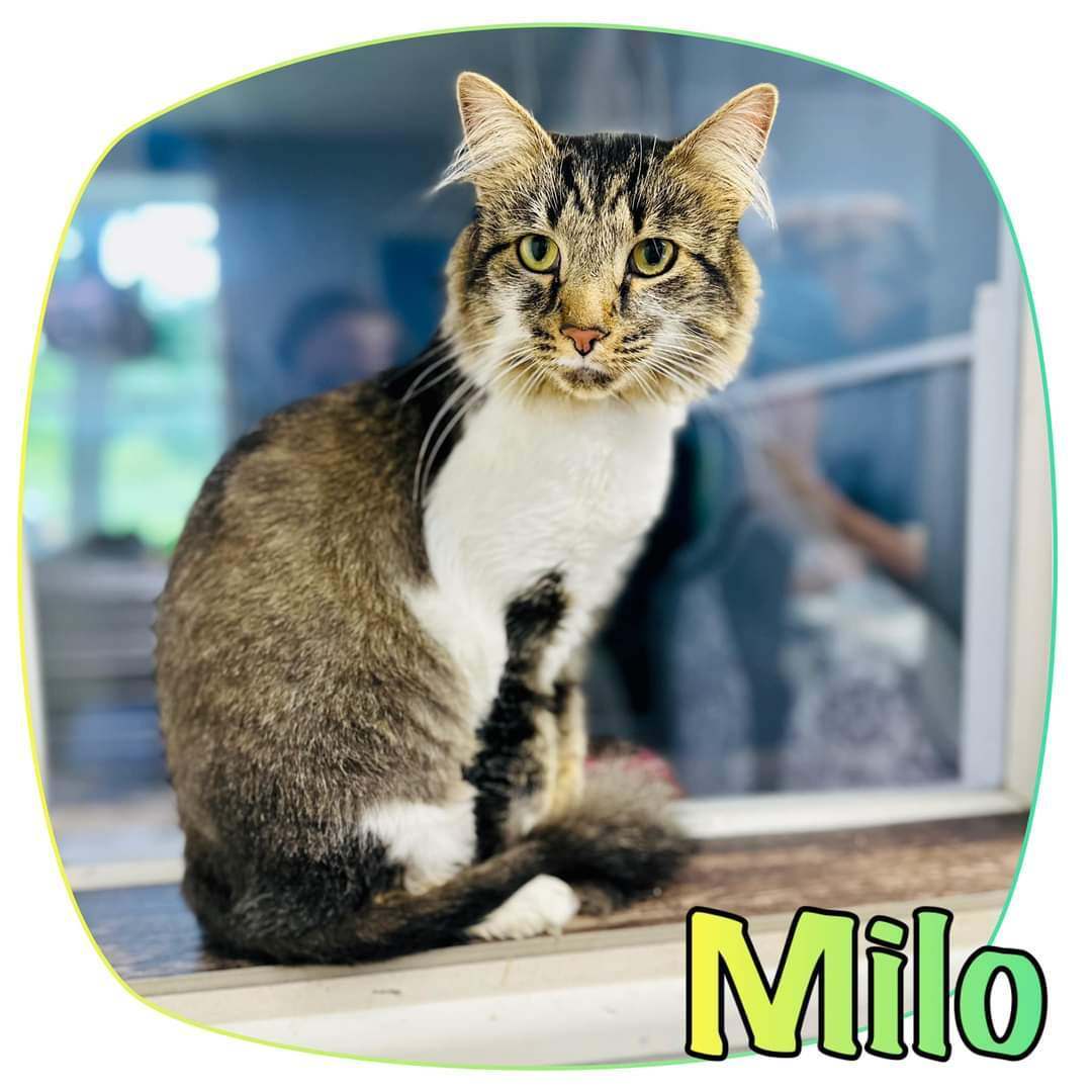 Milo, Adopted, Adult Male Domestic Long Hair.