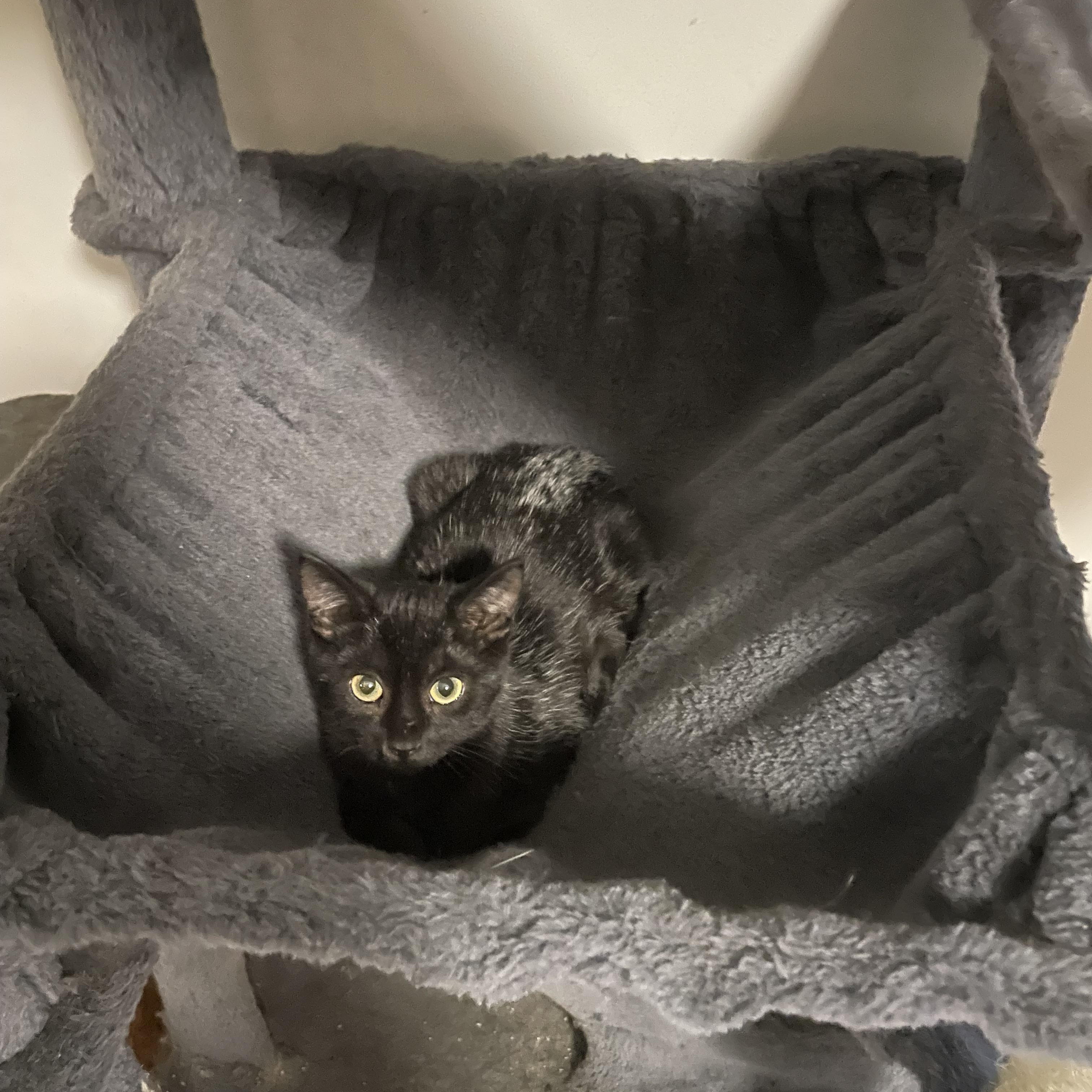Lil Bear, Adoptable, Young Male Domestic Short Hair.