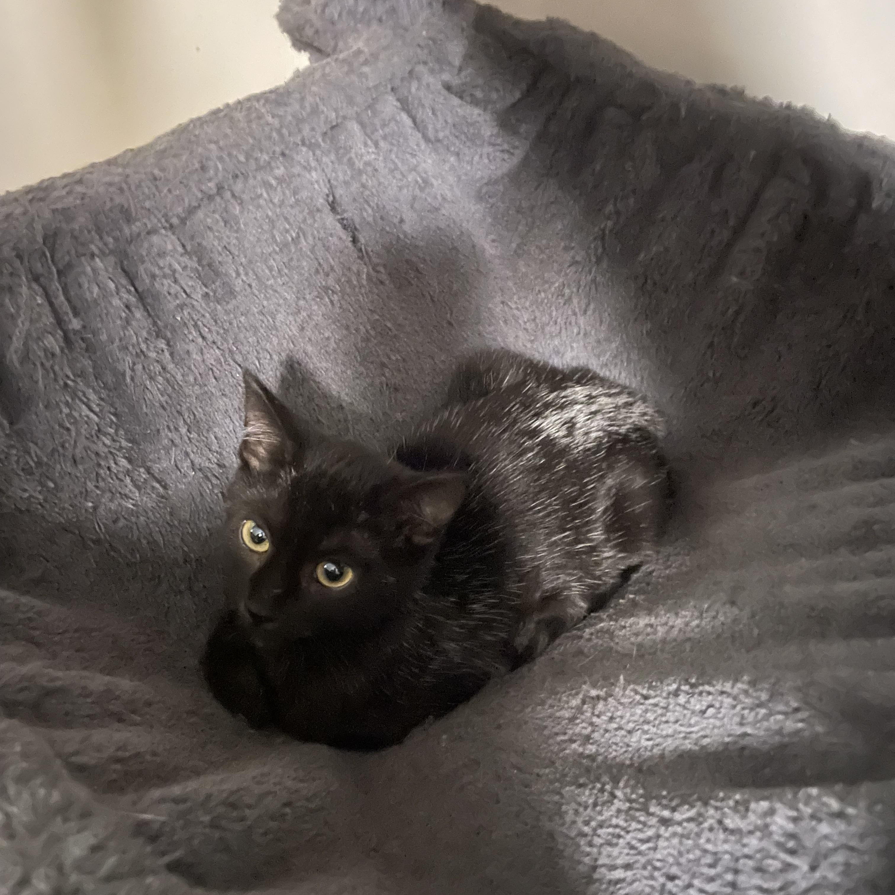 Enlarge Lil Bear, a Adoptable Domestic Short Hair in lititz, PA image 2/2