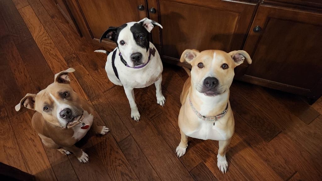 Enlarge Gracie, a Adoptable mixed breed in Huntington Beach, CA image 1/4