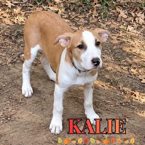 Kalie, Adoptable, Young Female Mixed Breed.