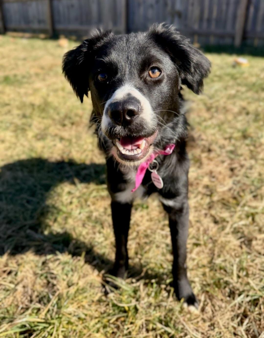 Enlarge Oreo, a Adoptable mixed breed in Knoxville, TN image 1/6