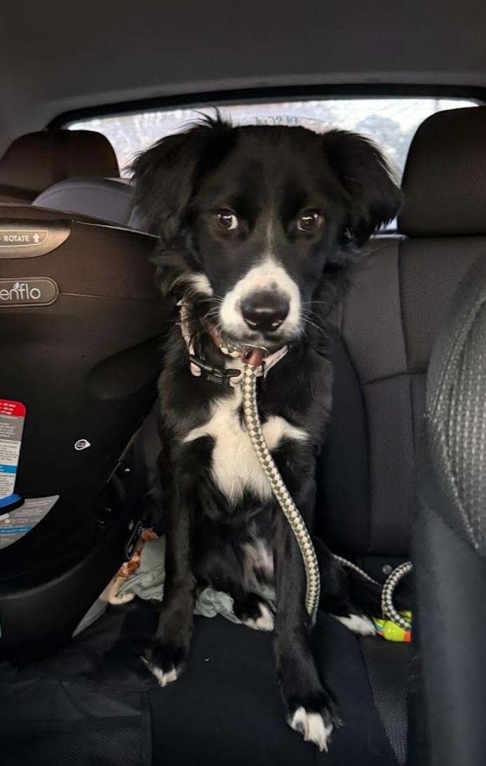 Enlarge Oreo, a Adoptable mixed breed in Knoxville, TN image 2/6