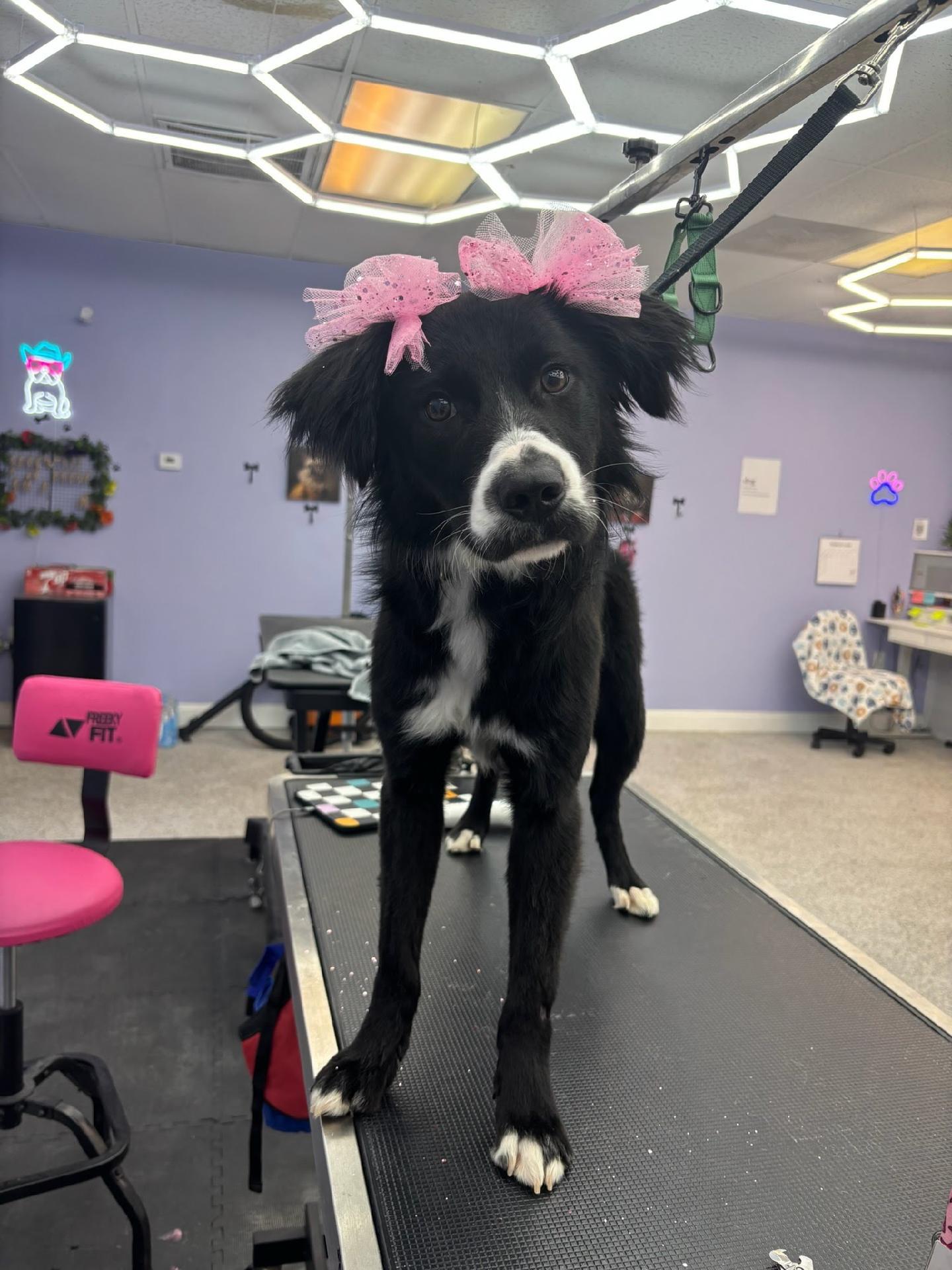 Enlarge Oreo, a Adoptable mixed breed in Knoxville, TN image 3/6