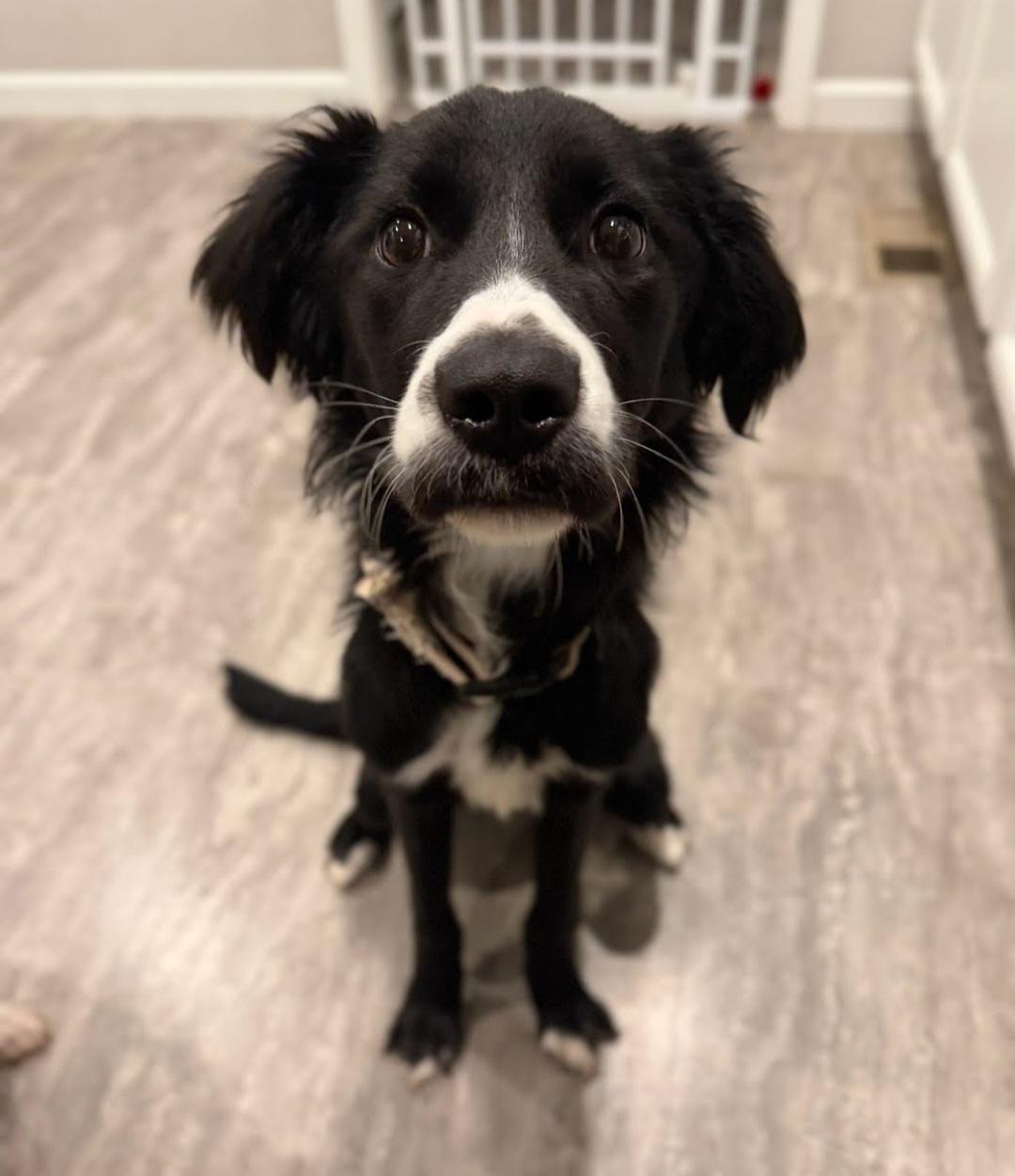 Enlarge Oreo, a Adoptable mixed breed in Knoxville, TN image 4/6