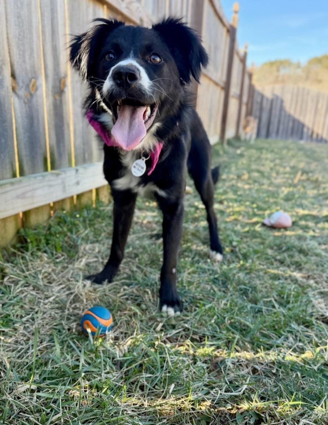 Enlarge Oreo, a Adoptable mixed breed in Knoxville, TN image 5/6