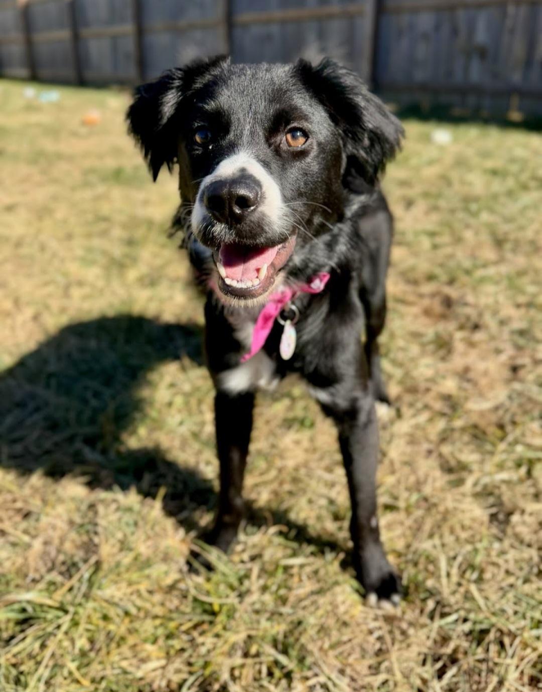 Enlarge Oreo, a Adoptable mixed breed in Knoxville, TN image 6/6