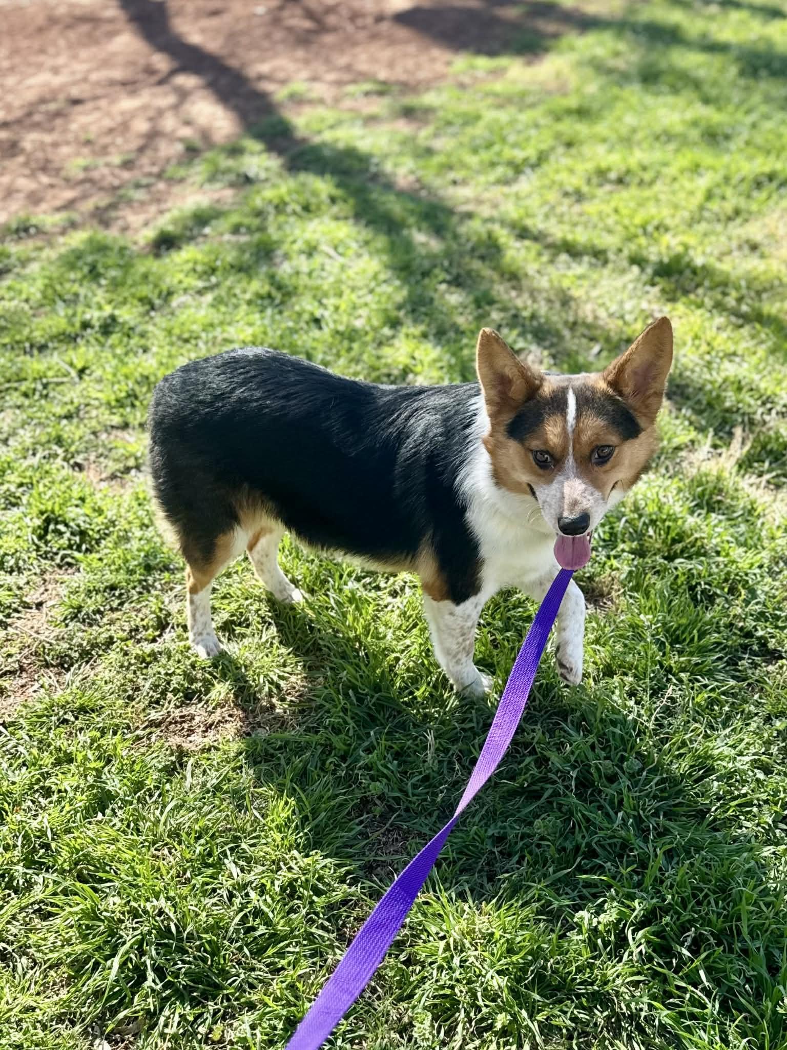 Ranger, adopted, Young Male Corgi & Australian Cattle Dog / Blue Heeler.