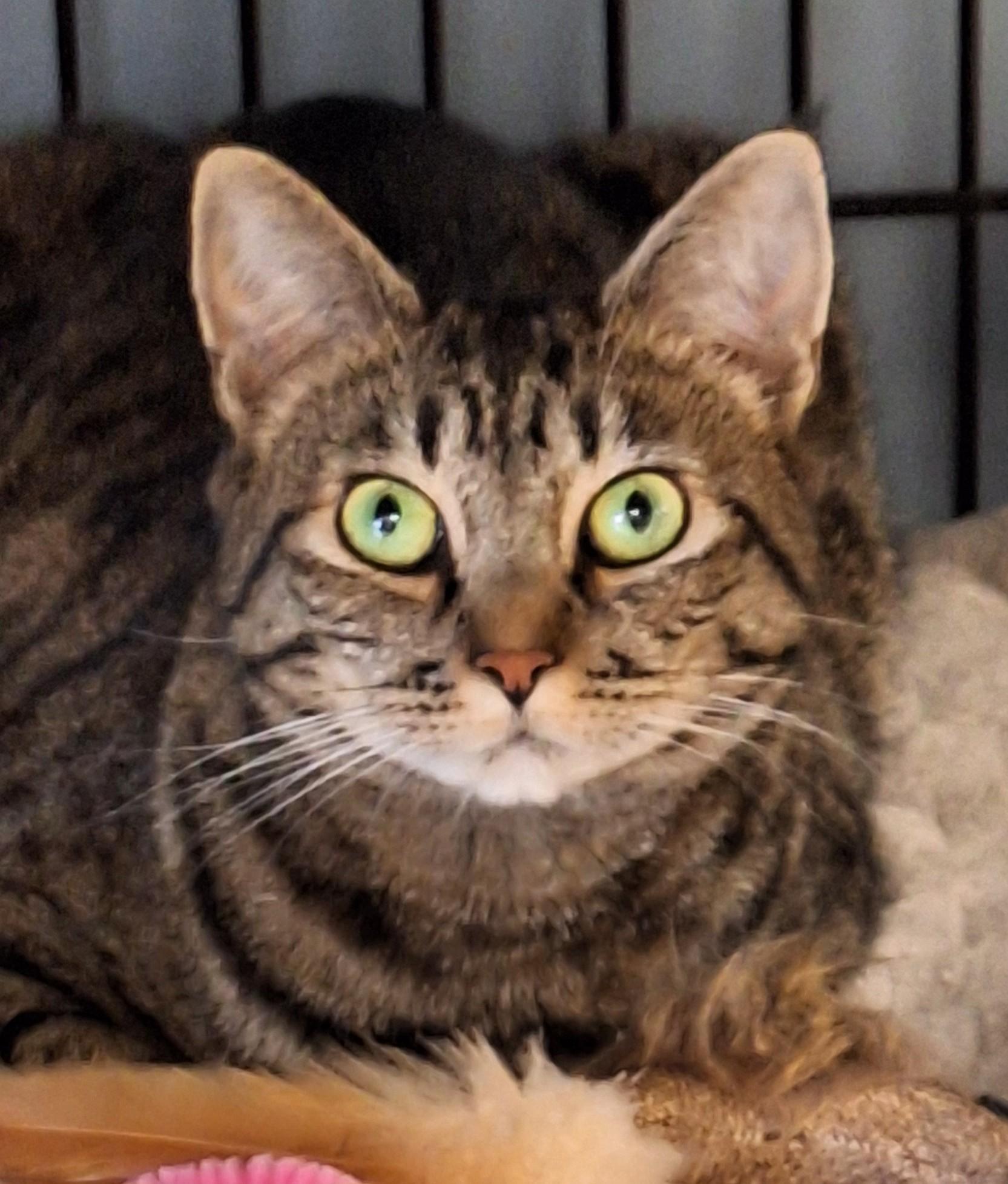 Sima, ADOPTABLE, Adult Female Domestic Short Hair.