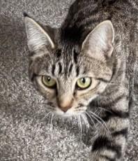Sima, ADOPTABLE, Adult Female Domestic Short Hair.
