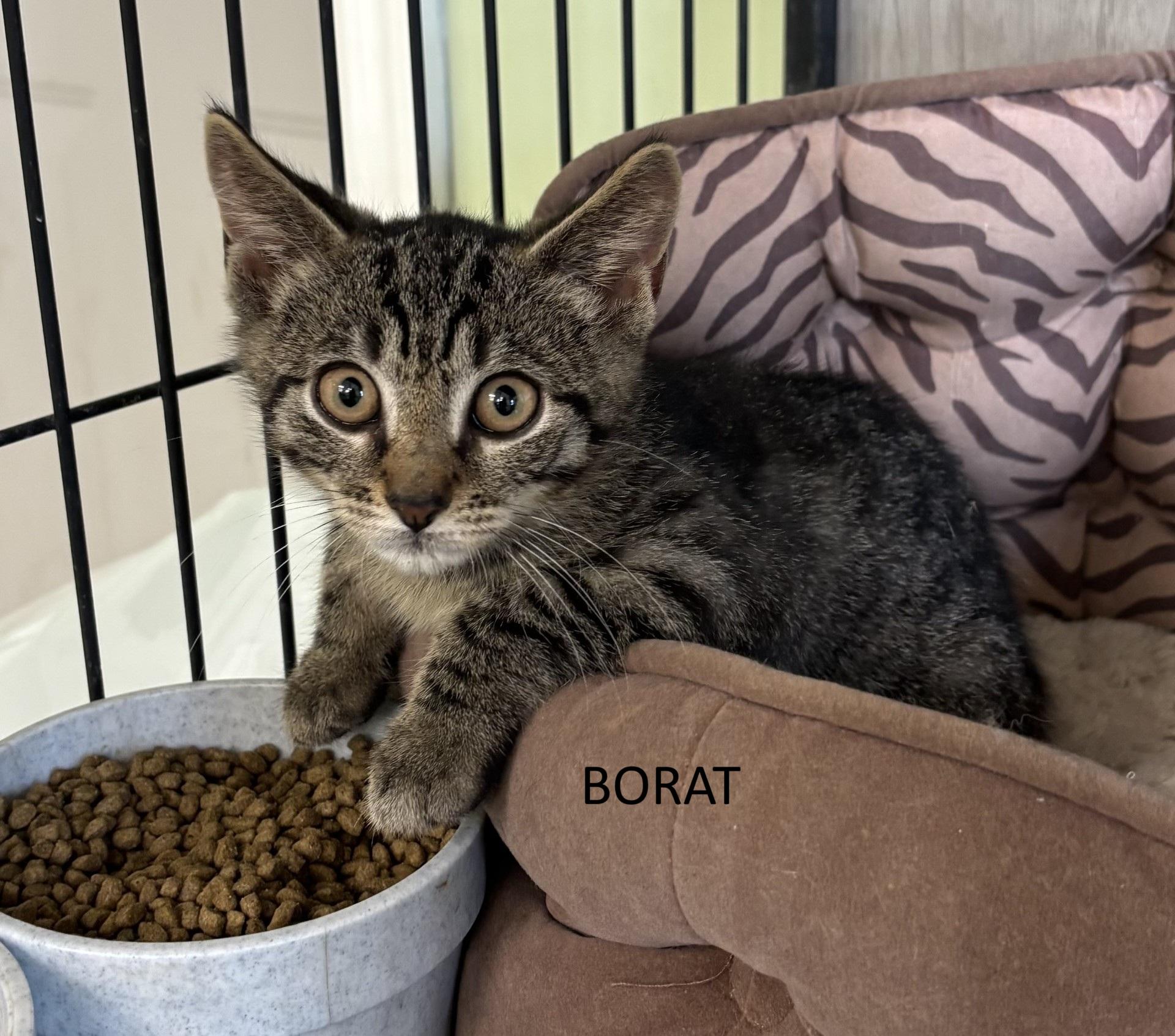 Enlarge Borat, an adopted Domestic Short Hair in Vernon, NJ image 1/1