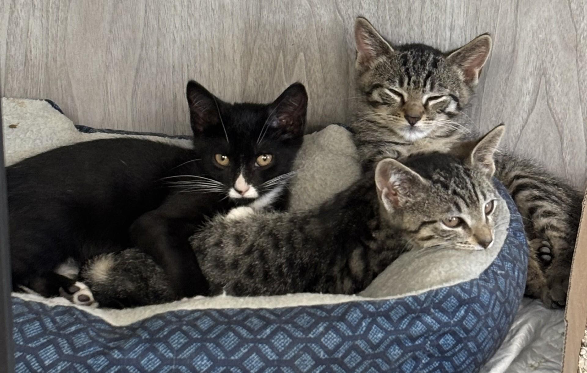 Bilo (f), Borat (m), Bruno (f), ADOPTABLE, Kitten Male Domestic Short Hair.