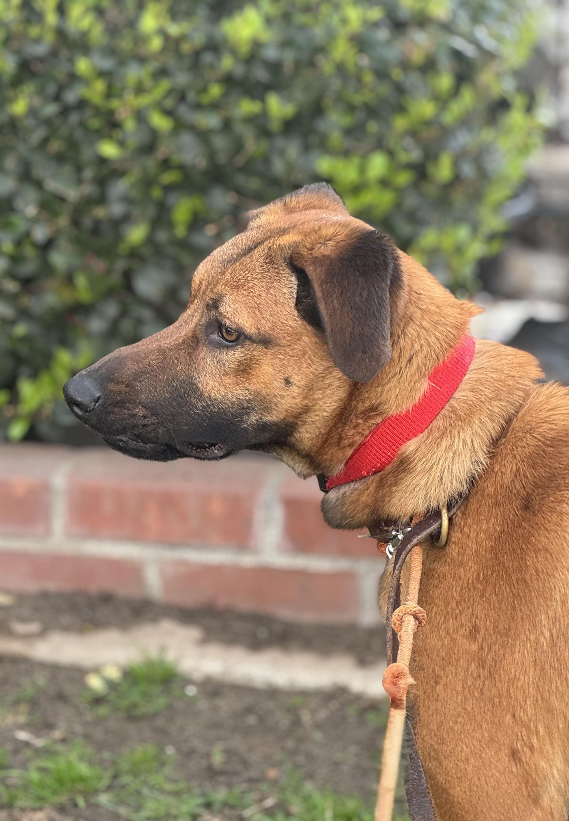 KIRA, adopted, Young Female German Shepherd Dog.