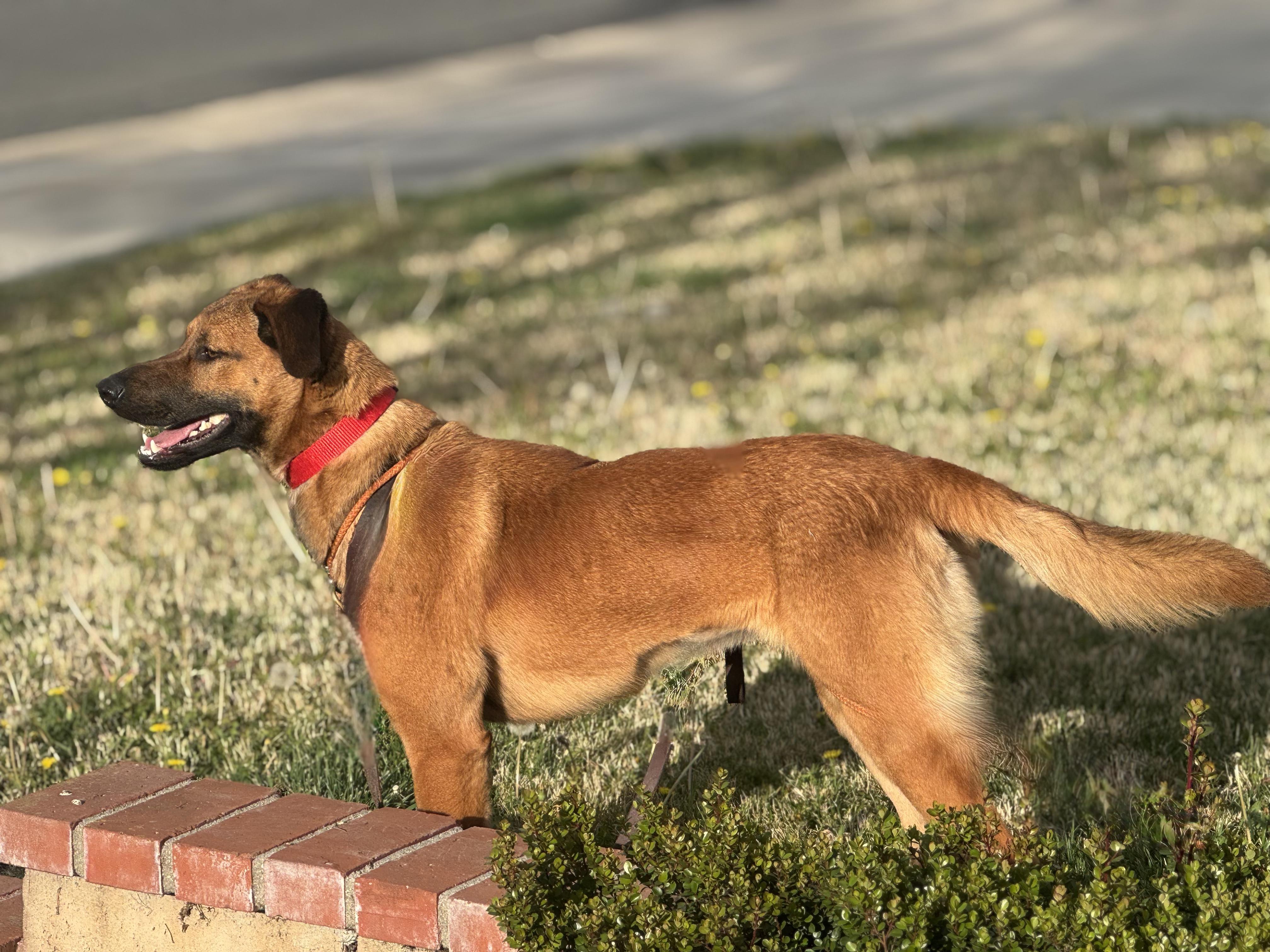KIRA, an adopted German Shepherd Dog in Seattle , WA image 4/6