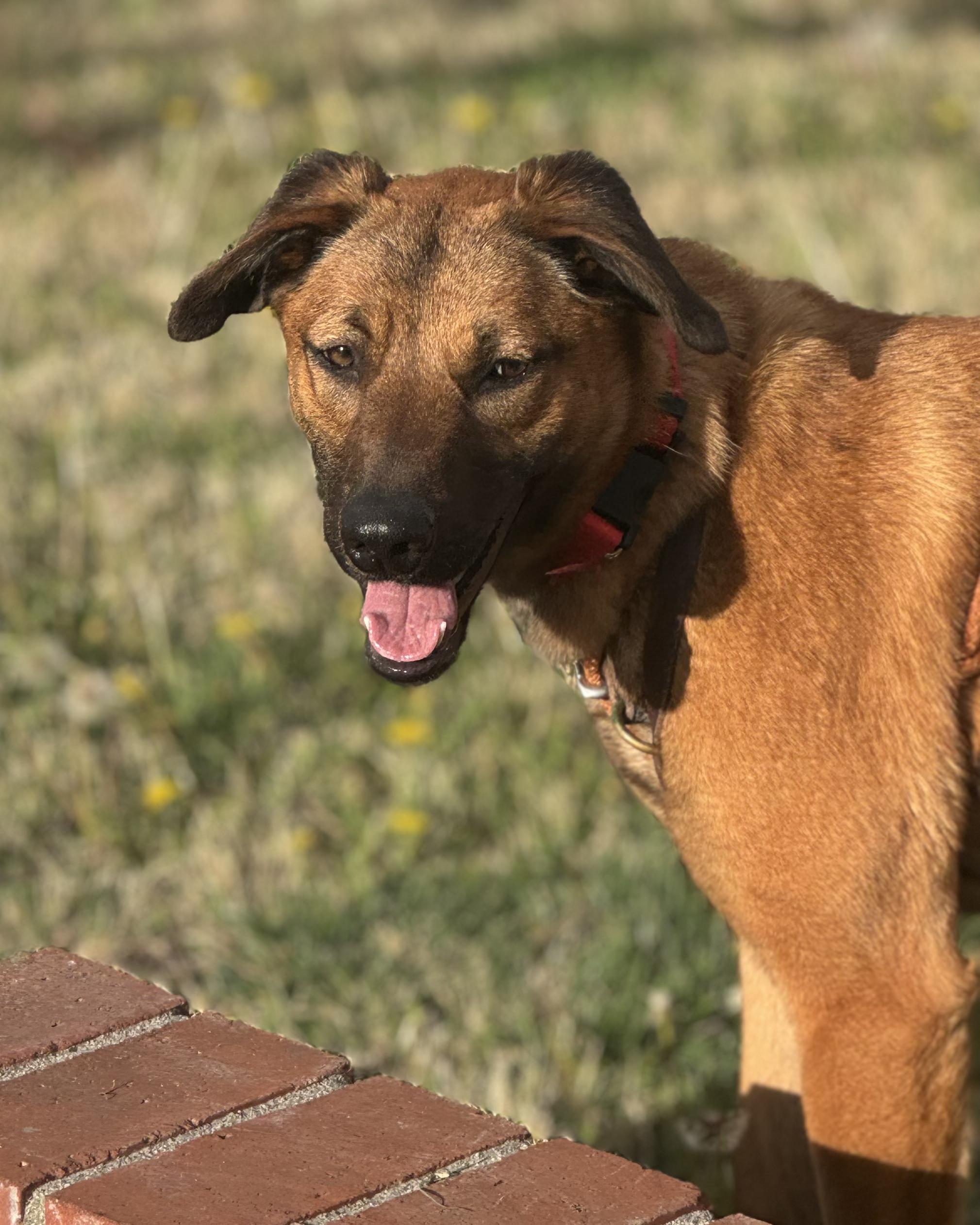 KIRA, an adopted German Shepherd Dog in Seattle , WA image 2/6
