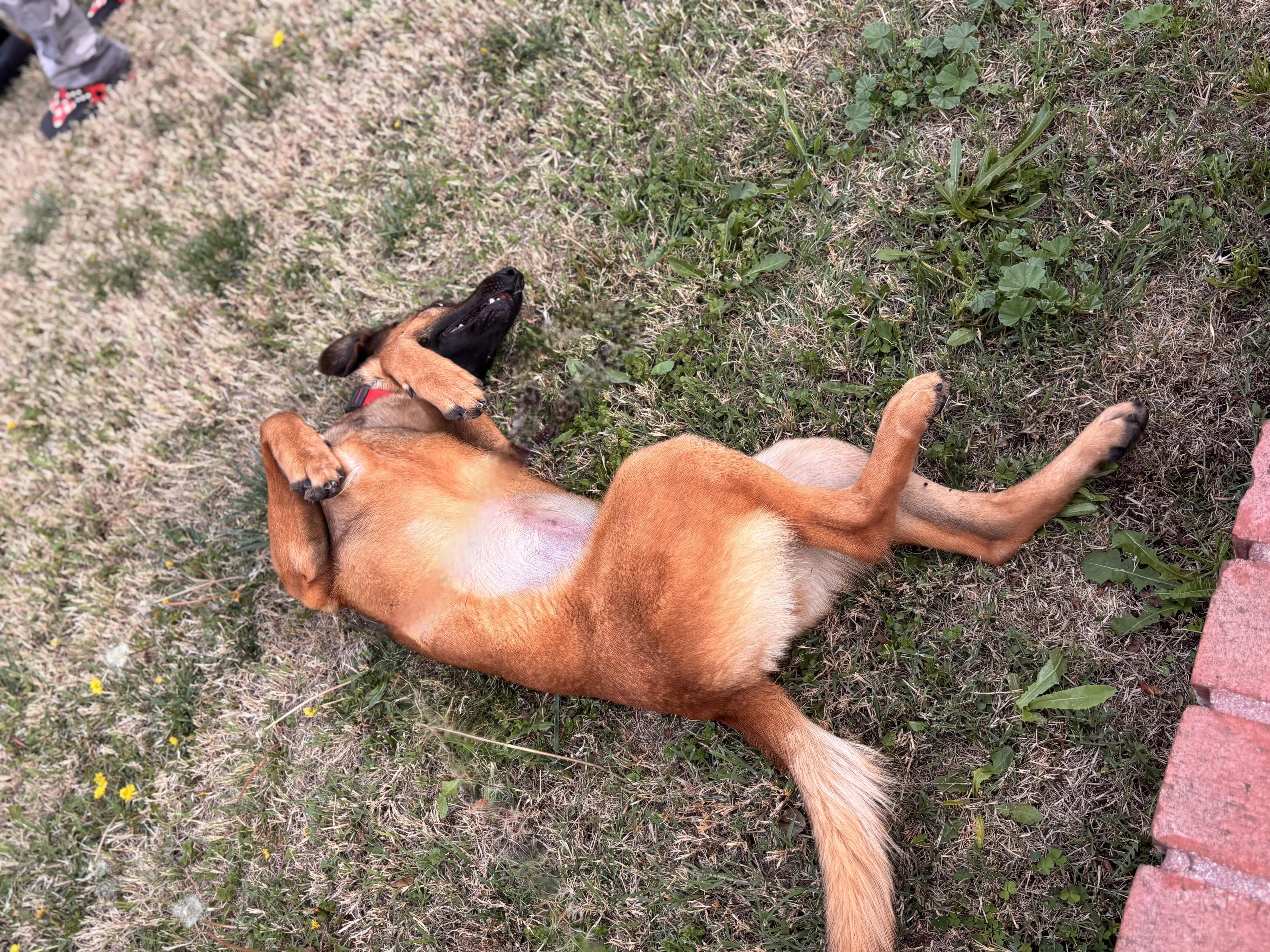 KIRA, an adopted German Shepherd Dog in Seattle , WA image 5/6